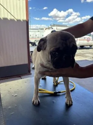 A young small-sized male Pug dog named 61763688 for adoption in El Paso, TX