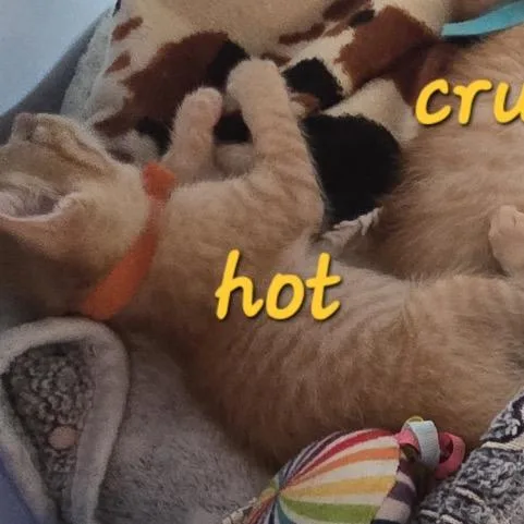 A baby small-sized female Orange / Red Domestic Short Hair cat named Fiery Hot Cheeto for adoption in Westminster, CA