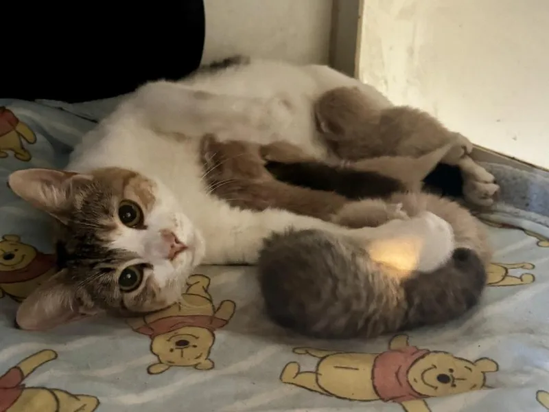 A young medium-sized female Domestic Short Hair cat named Genesis for adoption in Oakdale, CA
