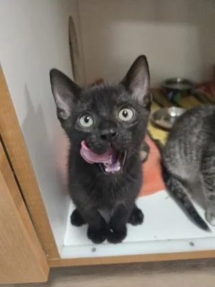 A baby small-sized male Domestic Short Hair cat named Bran for adoption in Savannah, GA