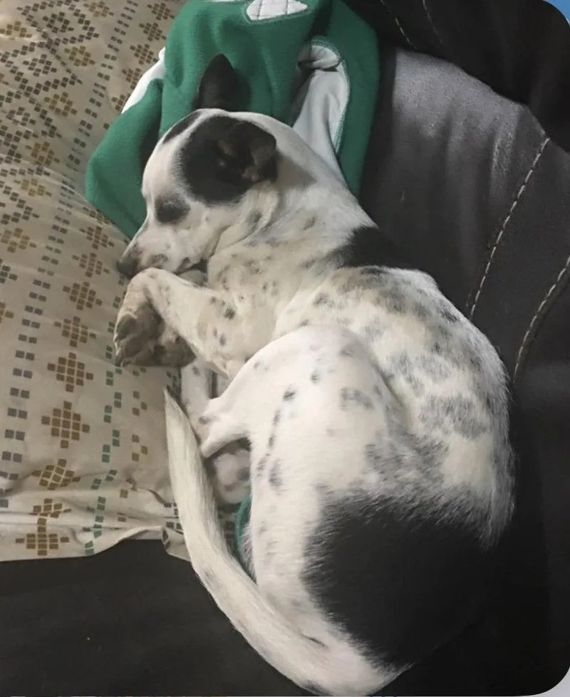 Spot
