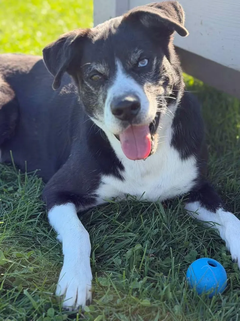 An adult large-sized male Husky dog named Ranger for adoption in Sturgis, MI
