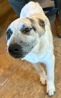 A baby medium-sized male Anatolian Shepherd dog named Badger for adoption in Lafayette, TN