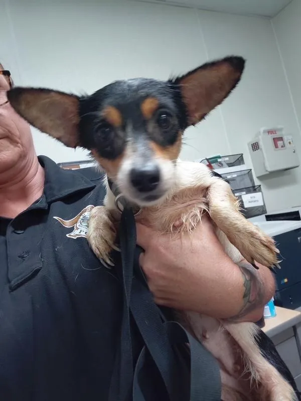 An adult small-sized female Chihuahua dog named Ann Perkins for adoption in Tulare, CA