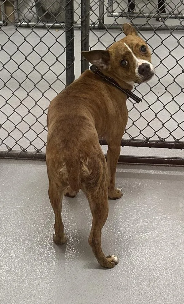 An adult small-sized female Terrier dog named Pen Margaret for adoption in Lawrenceville, GA