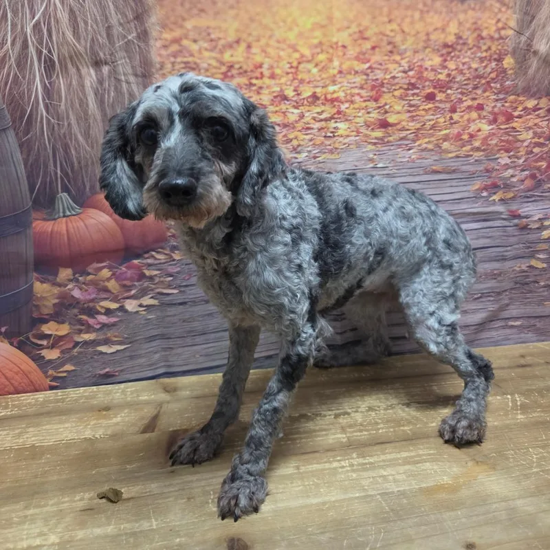 A senior small-sized female Gray / Blue / Silver Miniature Poodle dog named Neva for adoption in Normal, IL