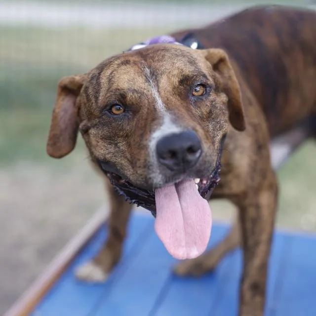 A young large-sized male American Staffordshire Terrier dog named Nino for adoption in San Antonio, TX