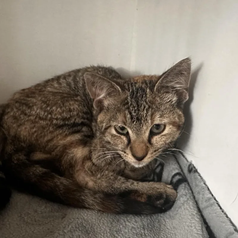 A baby small-sized female Tortoiseshell Domestic Short Hair cat named Melanie for adoption in Dearborn, MI
