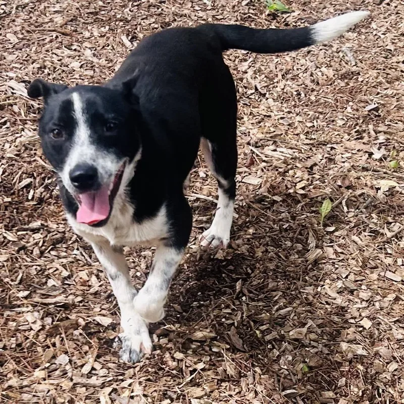 A young medium-sized female Black Mixed Breed dog named Shakira for adoption in Alexandria, VA