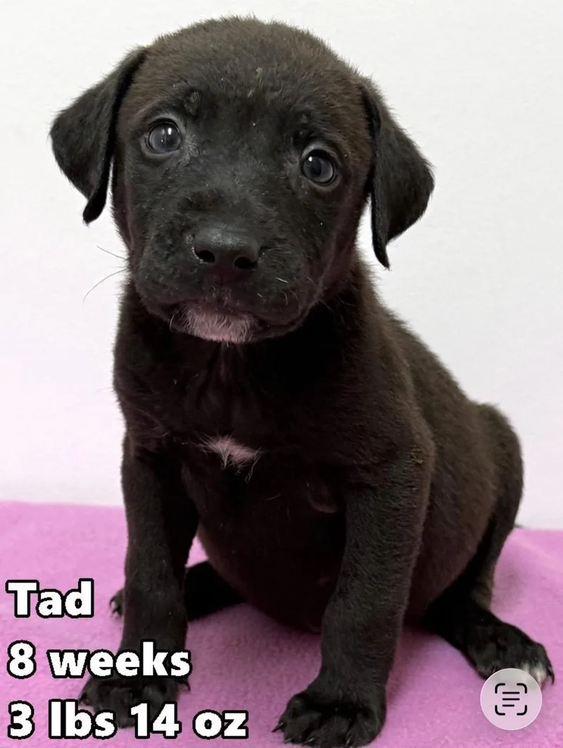 A baby medium-sized male Black Labrador Retriever dog named Taddeo for adoption in Wonder Lake, IL