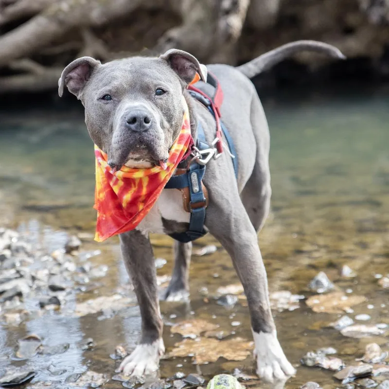 Optimus Prime thumbnail 2