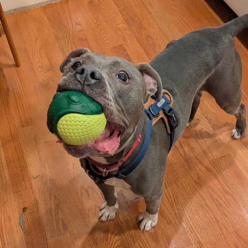 Optimus Prime thumbnail 5