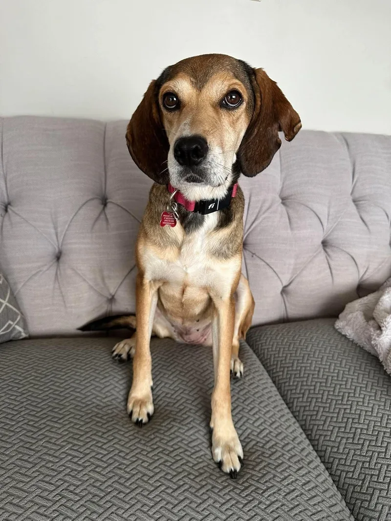 An adult medium-sized female Mixed Breed dog named Serenity for adoption in Bellingham, WA