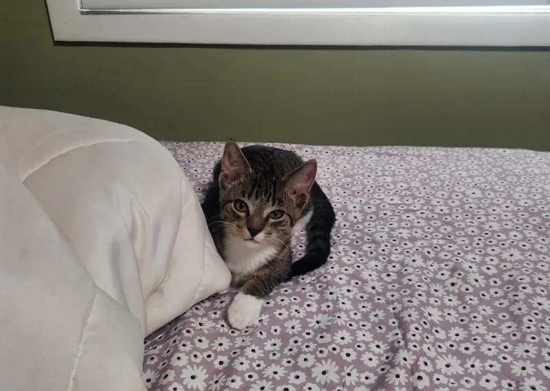 A baby medium-sized male Tabby (Brown / Chocolate) Domestic Short Hair cat named Cyrus for adoption in Mokena, IL