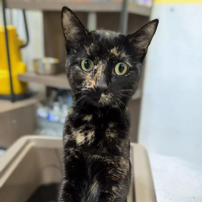 A young medium-sized female Tortoiseshell Domestic Short Hair cat named Lammie for adoption in Newark, NJ