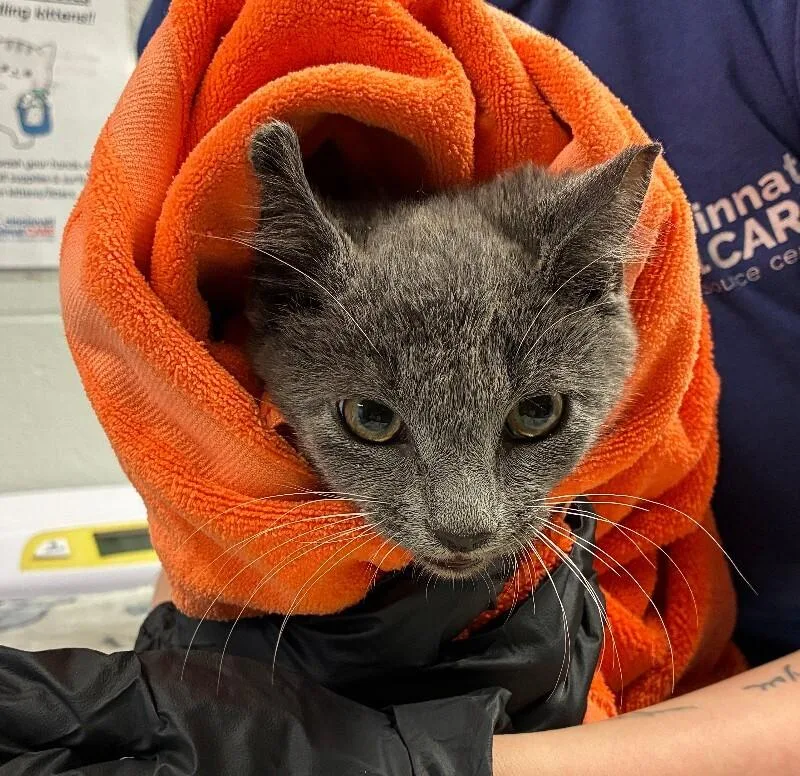 A young small-sized male Gray / Blue / Silver Domestic Short Hair cat named Mischa for adoption in Cincinnati, OH