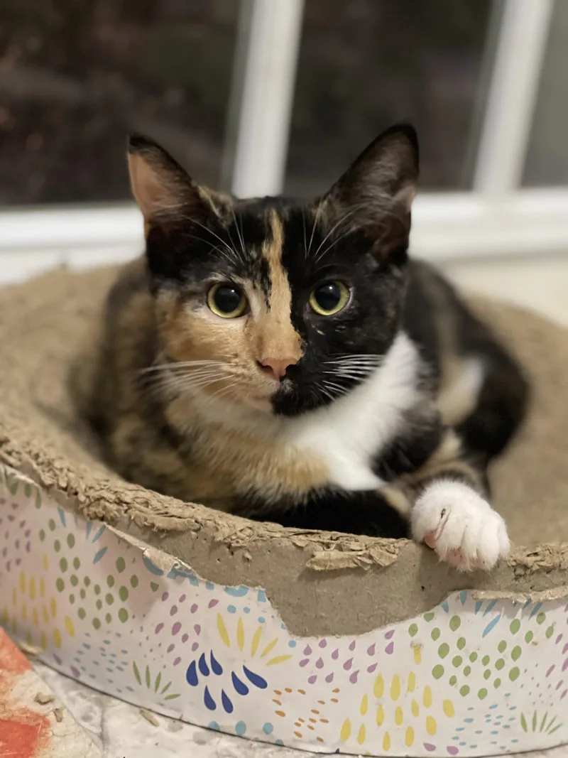 A baby medium-sized female Calico cat named Kim Chi for adoption in Richmond, VA