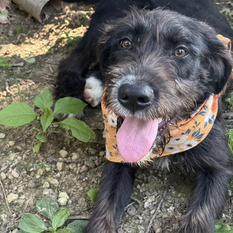 A young medium-sized female Black German Wirehaired Pointer dog named Heidi for adoption in Jeffersonville, IN
