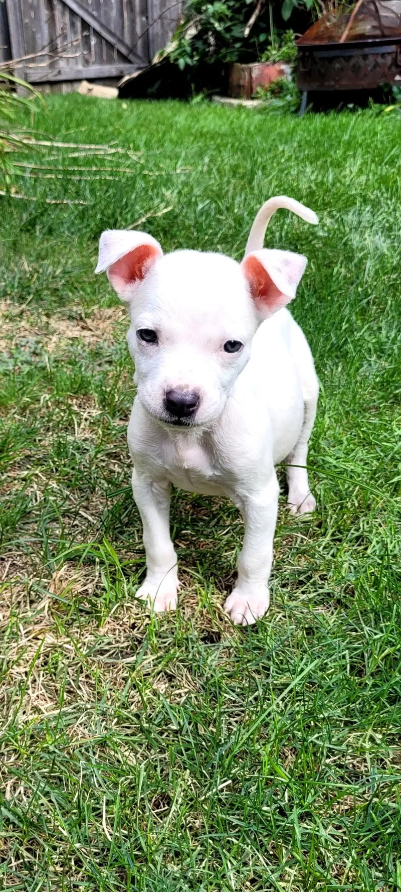 A baby small-sized male Terrier dog named Sheldon for adoption in Plainfield, IL