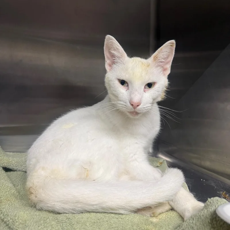 A baby medium-sized female Domestic Short Hair cat named Margaritaville for adoption in Pauls Valley, OK