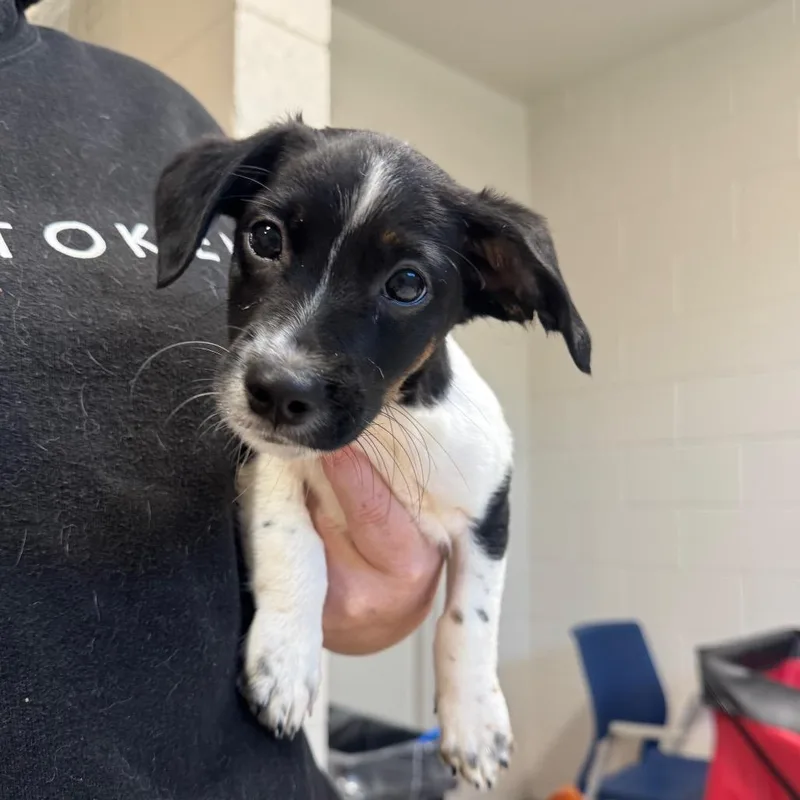 A baby medium-sized male White / Cream Beagle dog named Pugsley for adoption in Englewood, FL