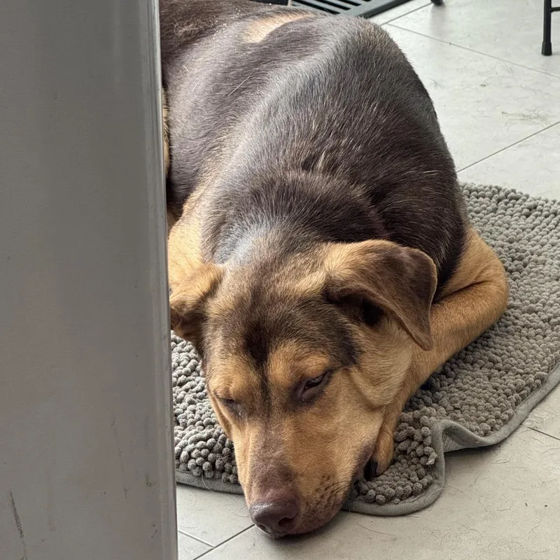A young medium-sized male Brown / Chocolate Hound dog named Archer for adoption in Rockville, MD