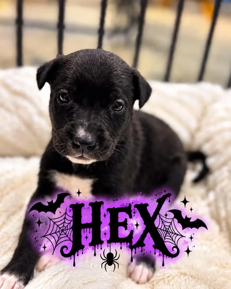 A baby large-sized female Golden Retriever dog named Hex for adoption in Grand Bay, AL