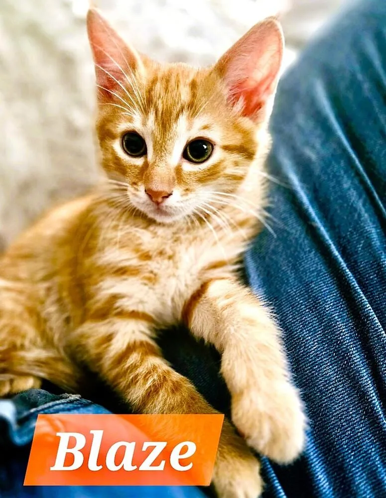 A baby small-sized male Tabby (Orange / Red) Domestic Short Hair cat named Blaze for adoption in Mooresville, NC