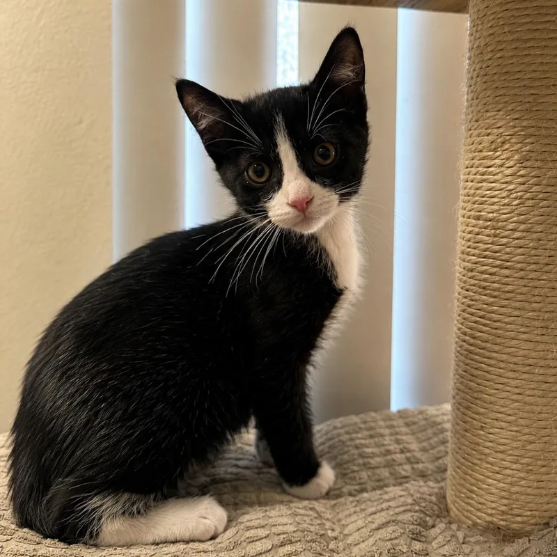 A baby small-sized male Black Domestic Short Hair cat named Blackie for adoption in Tustin, CA
