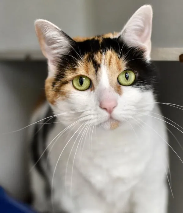 An adult medium-sized female Calico Domestic Short Hair cat named Luna for adoption in Marietta, GA