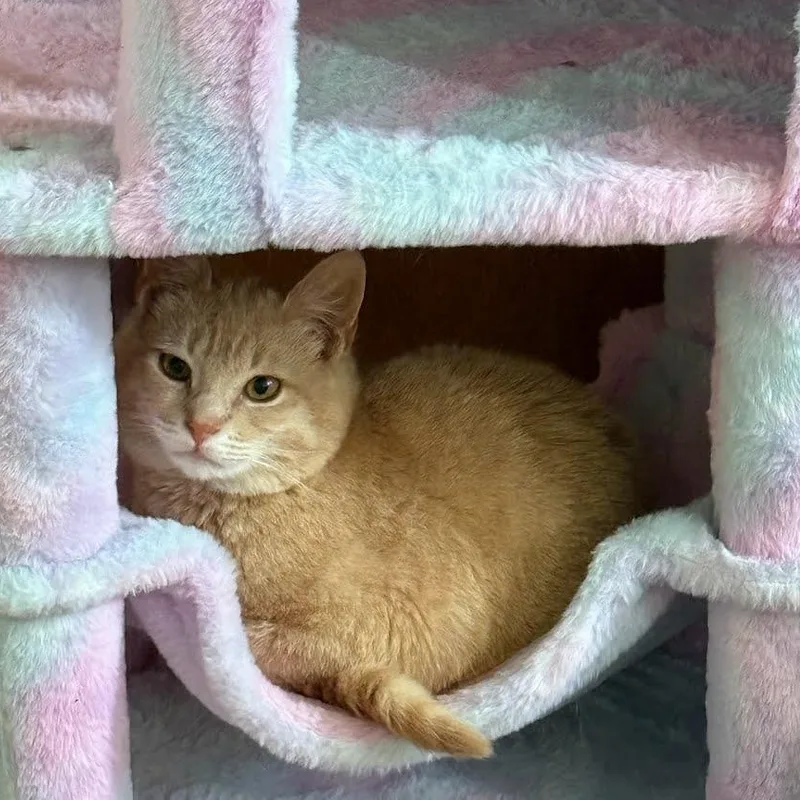 A young medium-sized male Tabby (Orange / Red) Domestic Short Hair cat named Yuzu for adoption in West Richland, WA