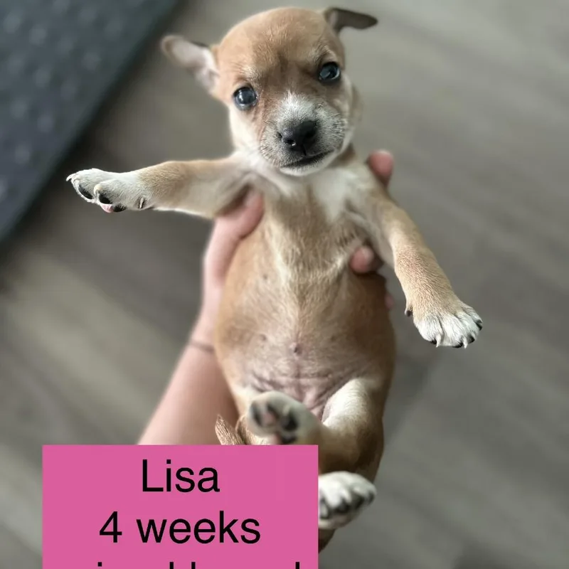 A baby small-sized female Mixed Breed dog named Lisa for adoption in Tampa, FL