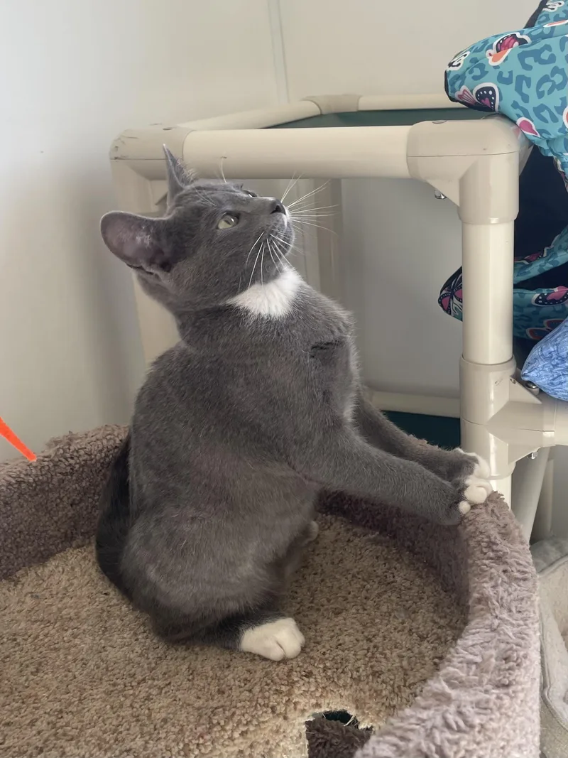 A young small-sized male Gray & White Domestic Short Hair cat named Pork for adoption in Waldport, OR