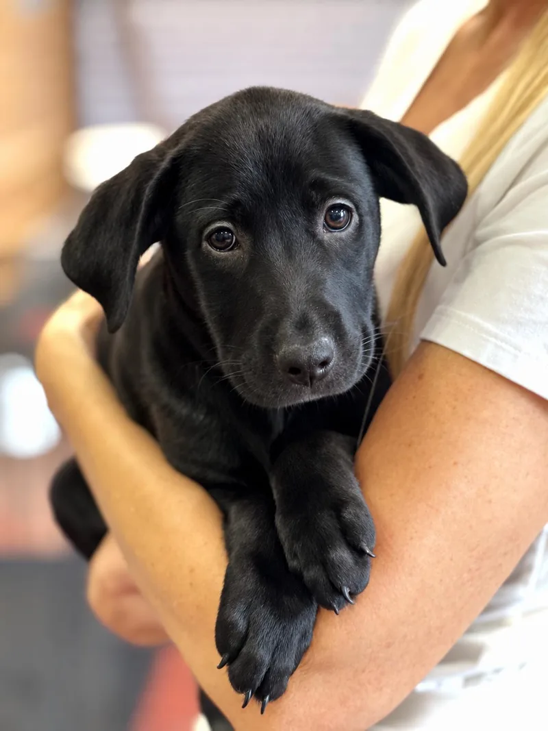 A baby medium-sized female Black Labrador Retriever dog named Mulan for adoption in Encino, CA