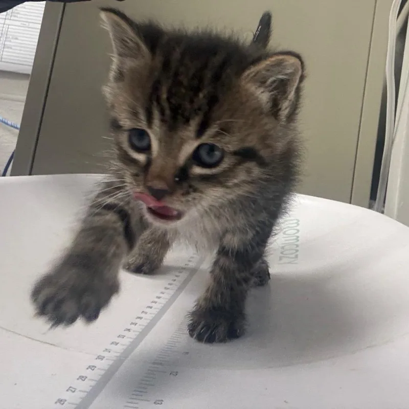 A baby small-sized male Brown / Chocolate Domestic Short Hair cat named Frosty The Snowman for adoption in Columbiana, AL