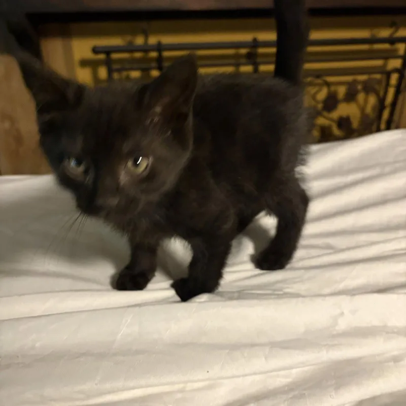 A baby medium-sized male Black Domestic Short Hair cat named Pudding for adoption in White Bluff, TN