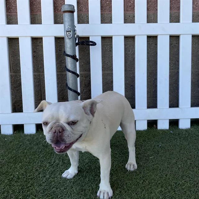 A young medium-sized female French Bulldog dog named Sardine for adoption in Modesto, CA