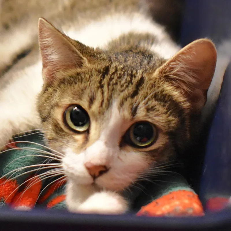 Moon Beam thumbnail 2