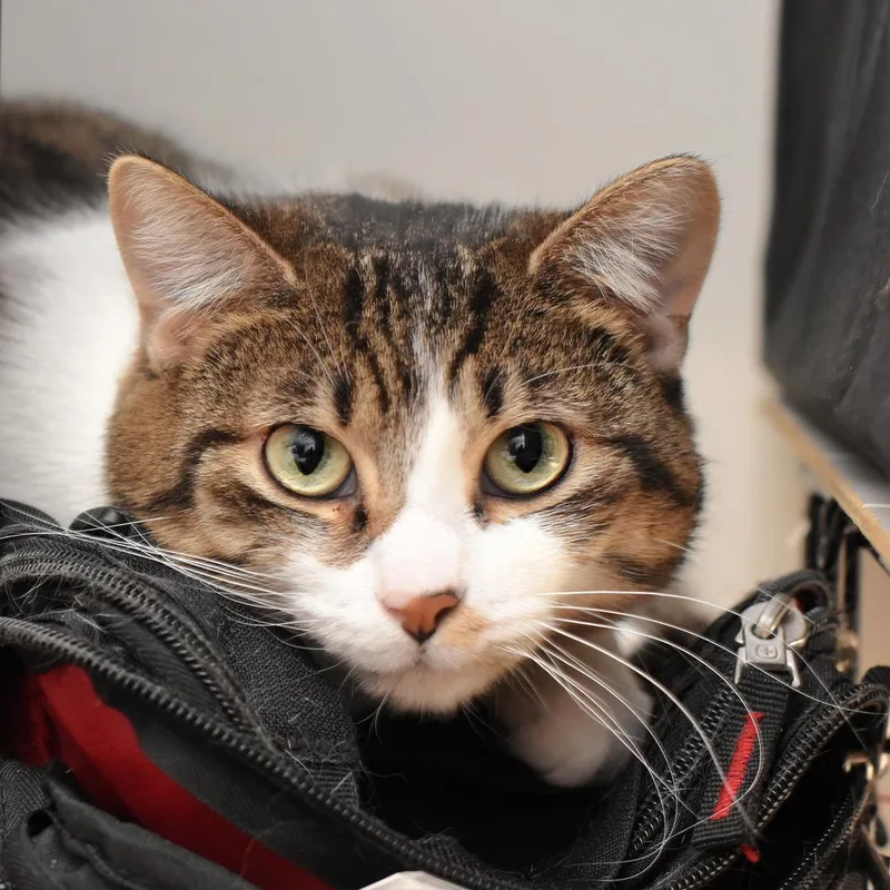 Moon Beam thumbnail 3