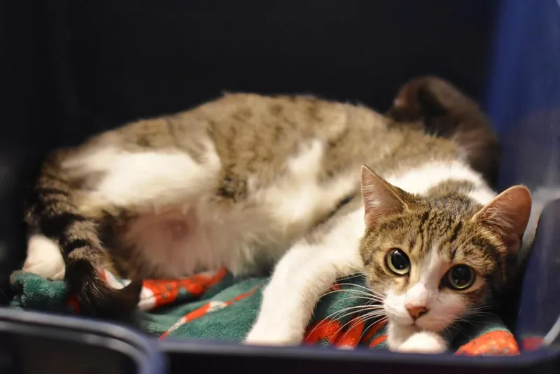 Moon Beam thumbnail 4