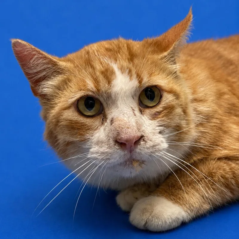 A senior large-sized male Orange / Red Domestic Short Hair cat named Caveman for adoption in Riverside, CA