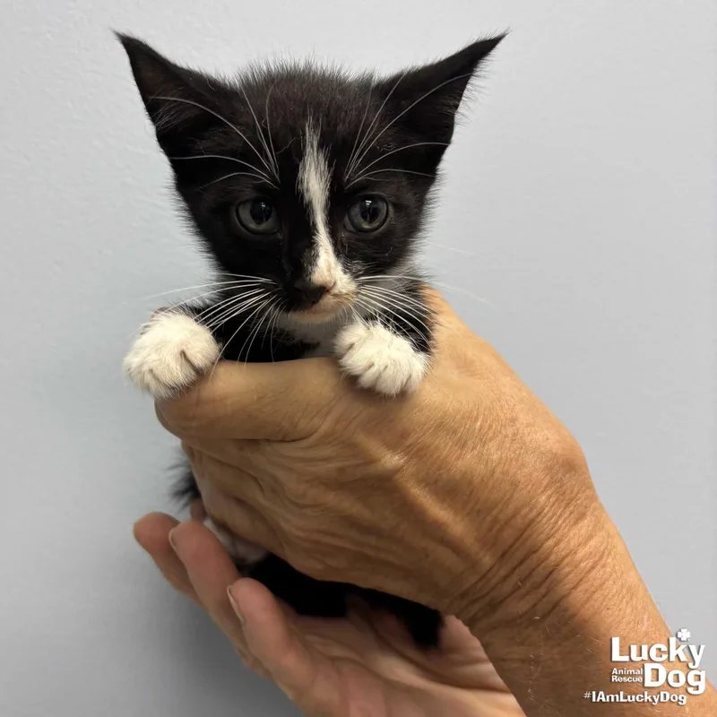 A baby medium-sized male Black & White / Tuxedo Domestic Short Hair cat named Link for adoption in Washington, DC