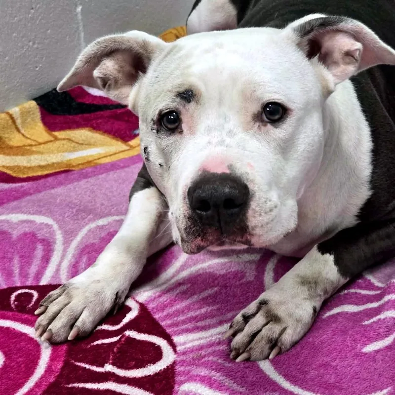 Beautyqueen D thumbnail 2