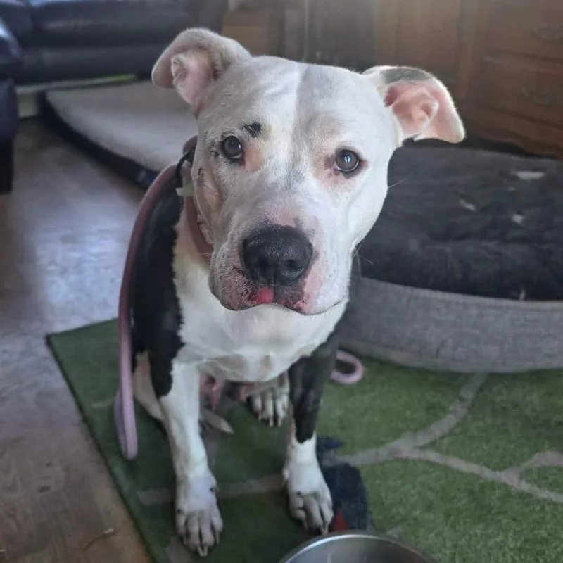 Beautyqueen D thumbnail 3