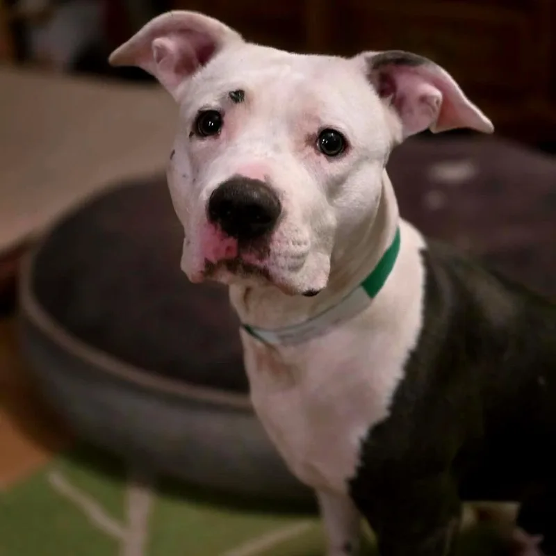 Beautyqueen D thumbnail 4