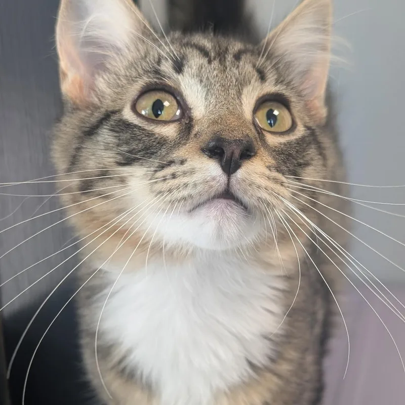 A baby small-sized male Black Domestic Medium Hair cat named Sweetpea for adoption in Watertown, NY