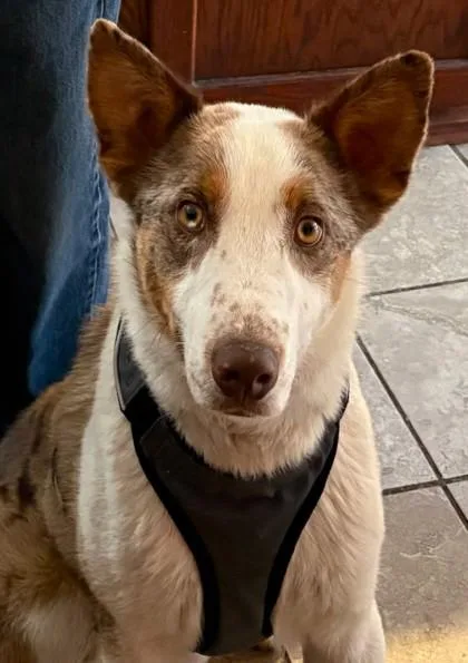An adult large-sized male Australian Shepherd dog named Ruger for adoption in Phoenix, AZ