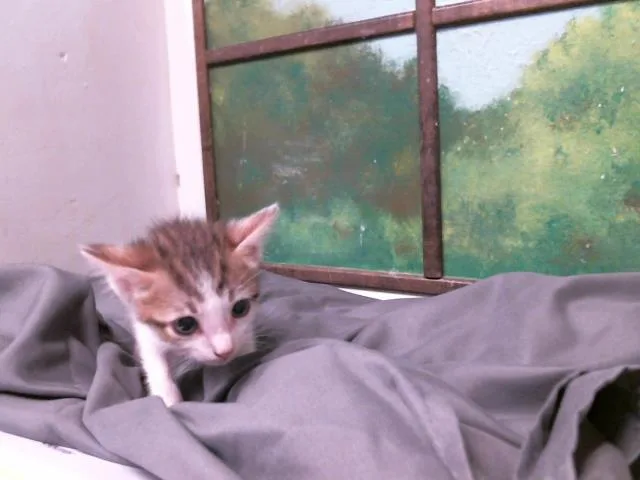 A baby small-sized male Domestic Short Hair cat named Chuckie for adoption in Houston, TX