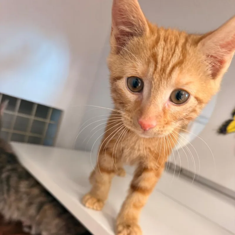 A baby small-sized male Orange / Red Domestic Short Hair cat named Chillis for adoption in Philadelphia, PA