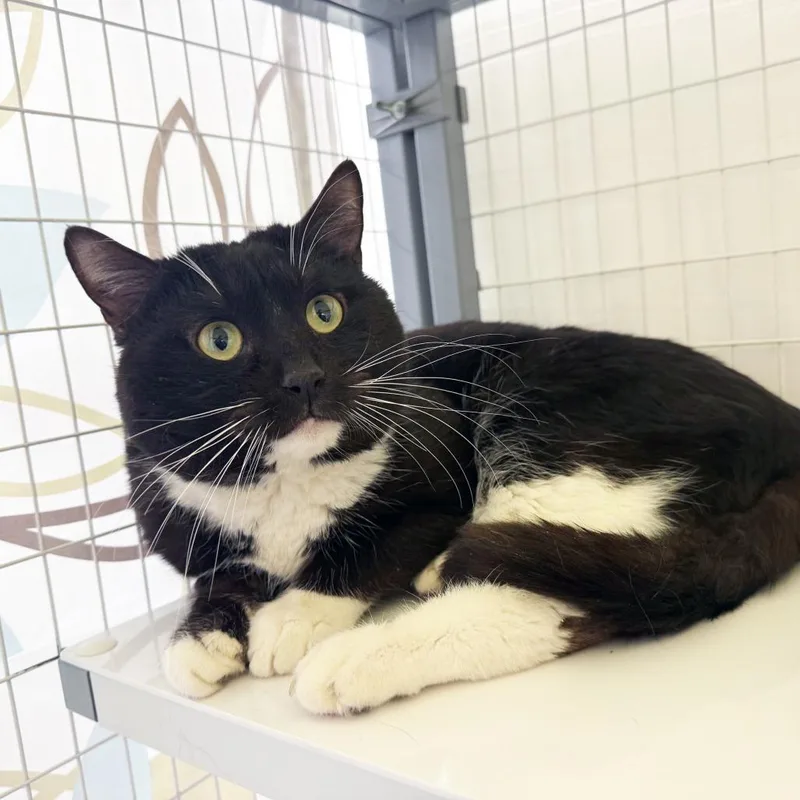 A young medium-sized male Black & White / Tuxedo Domestic Short Hair cat named Chungus  Big Handsome for adoption in Oshkosh, WI